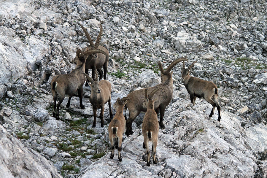 Srečanje II.
Srečanje kozorogov.
Ključne besede: kozorog capra ibex ibex