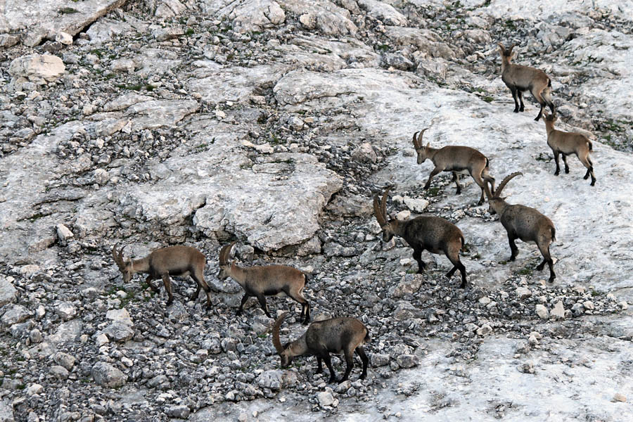 Srečanje III.
Srečanje kozorogov.
Ključne besede: kozorog capra ibex ibex