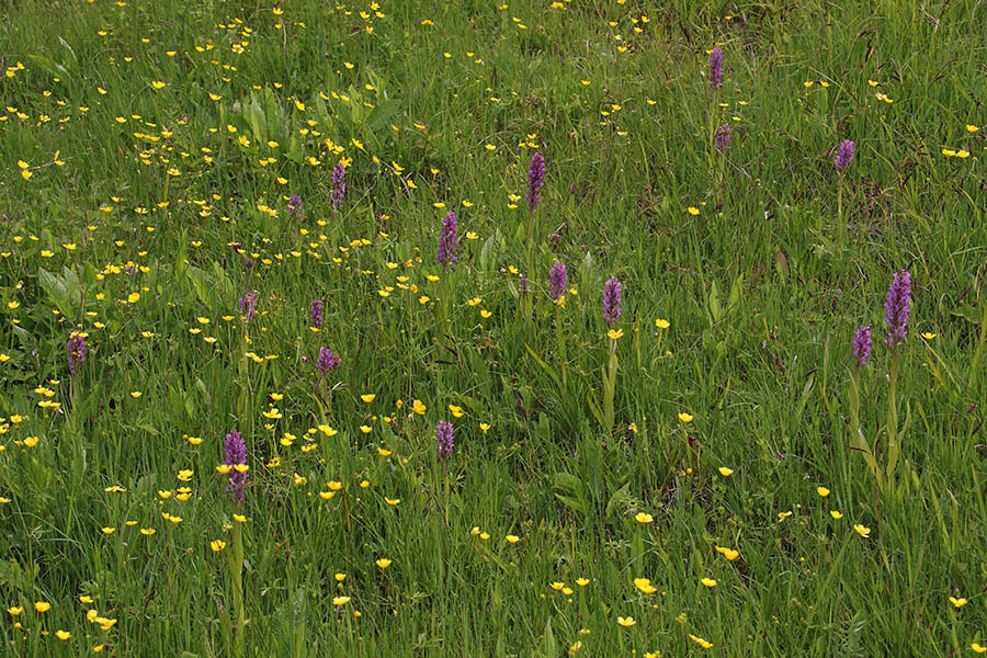 Mesnordeča prstasta kukavica
Rastišče na Kobli.
Ključne besede: mesnordeča prstasta kukavica dactylorhiza incarnata