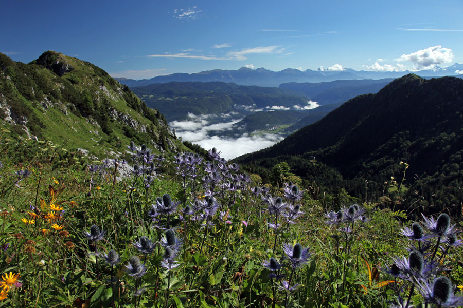 Možine
Alpska možina pod grebenom Lisca.
Ključne besede: lisec alpska možina eryngium alpinum