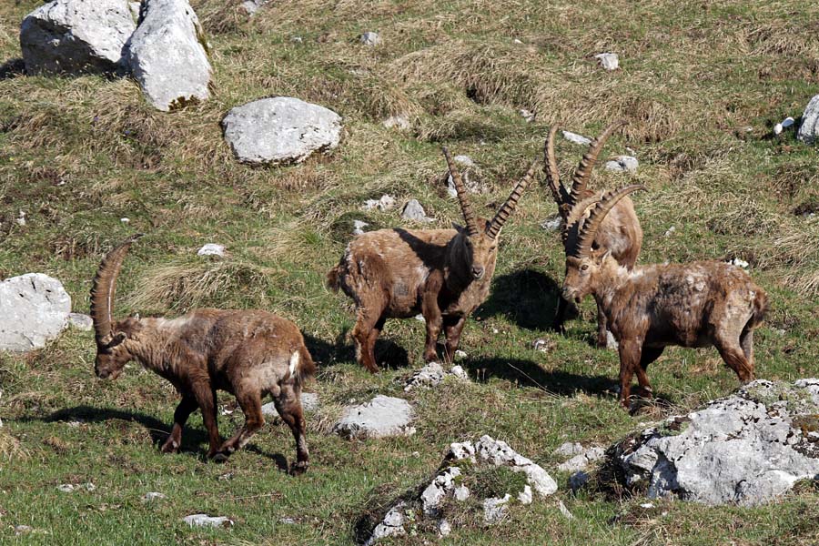 Kozorogi
Kozorogi pri jutranji paši. Nad planino Pecol.
Ključne besede: kozorog capra ibex ibex