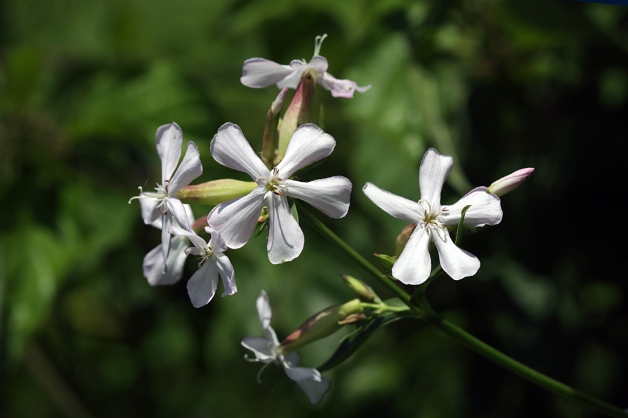 Navadna milnica
Navadna milnica v Zgornji Bohinjski dolini.
Ključne besede: navadna milnica saponaria officinalis