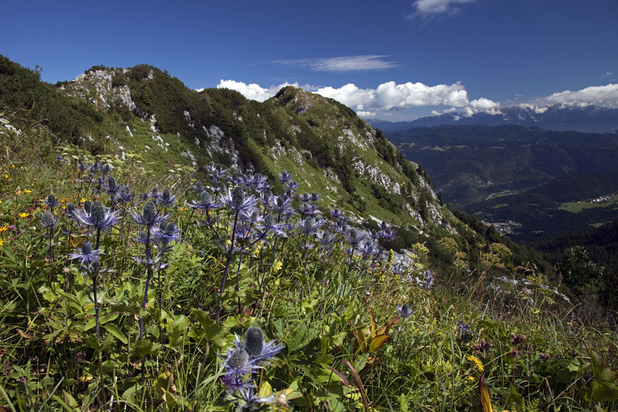 Lisec s kraljico
Alpska možina (kraljica alp) pod grebenom Lisca.
Ključne besede: lisec alpska možina eryngium alpinum