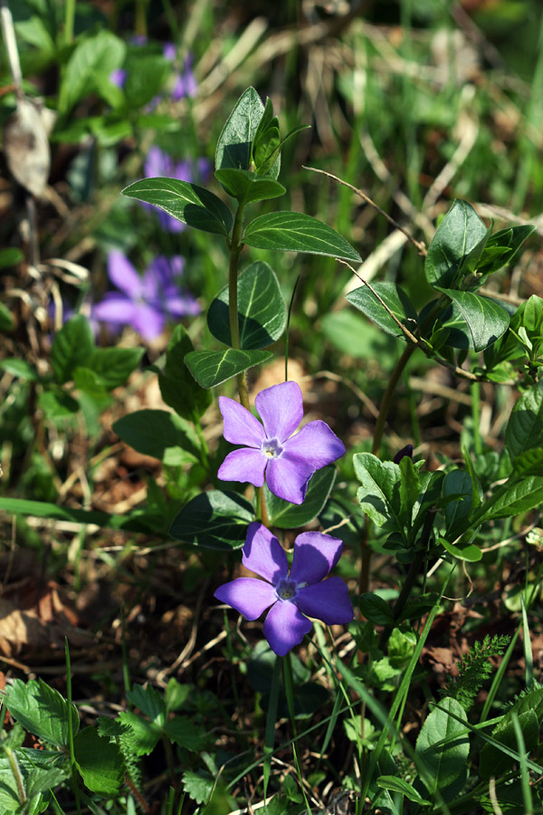 Veliki zimzelen
Veliki zimzelen med Staro Fužino in Studorjem
Ključne besede: veliki zimzelen  vinca  major