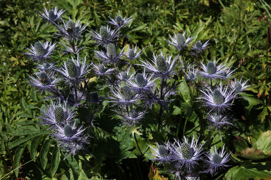 Možine pod Liscem
Alpske možine pod Liscem.
Ključne besede: alpska možina eryngium alpinum