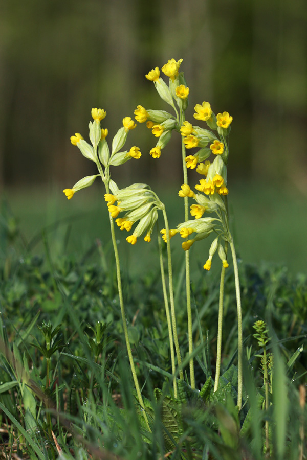 Pomladanski  jeglič
Pomladanski  jeglič v Ukancu.
Ključne besede: pomladanski jeglič primula veris