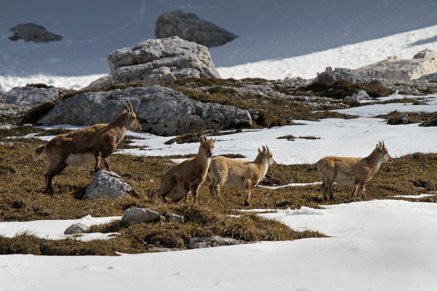 Družina
Mame z mladiči so bile tokrat višje, samci pa so se pasli precej nižje. Očitno je samica na sliki breja. Na sedlu Vrh Strmali.
Ključne besede: kozorog capra ibex ibex