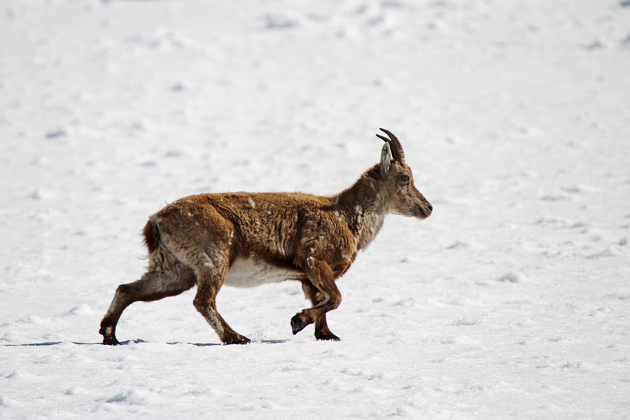 Mladi kozorog
Ta kozorog je očitno dobro prestal svojo prvo zimo. Čez snežišče se je odpravil proti strmim travam. Sedlo vrh Strmali.
Ključne besede: kozorog capra ibex ibex