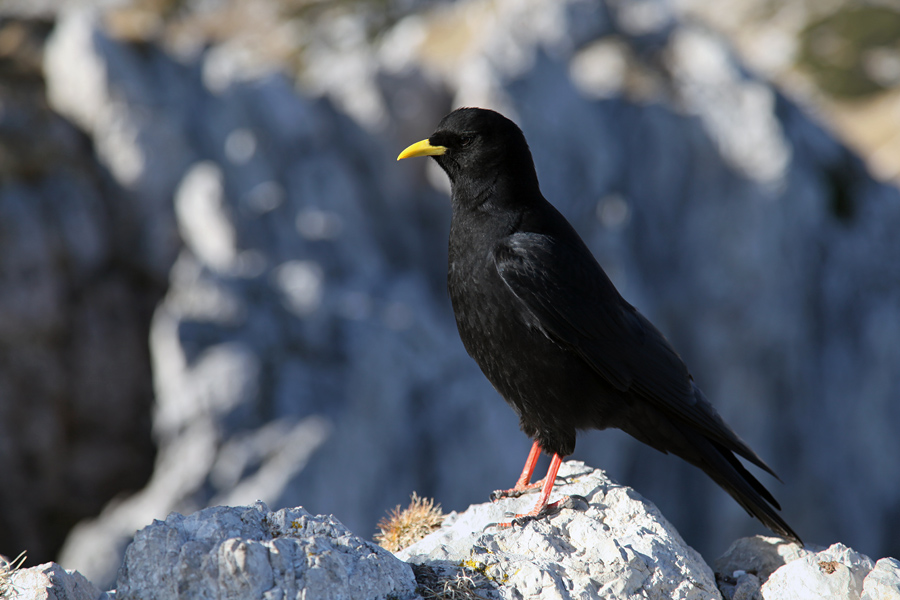 Kavka
Na Viševniku brez kavk ne gre.
Ključne besede: planinska kavka pyrrhocorax graculus