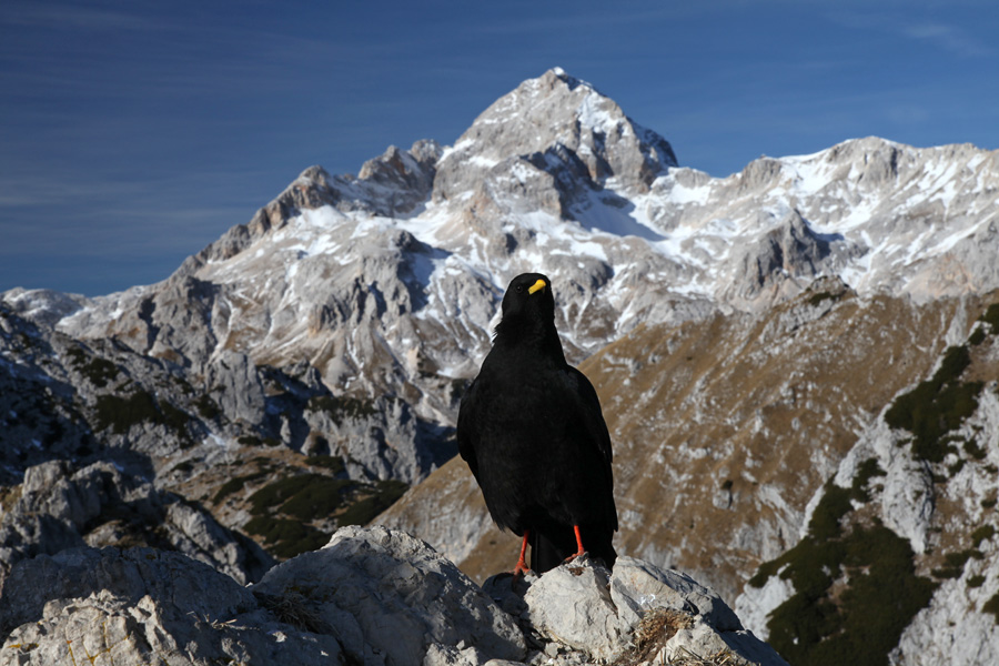 Oj Triglav moj dom ...
Planinska kavka pred Triglavom. Na Viševniku.
Ključne besede: planinska kavka pyrrhocorax graculus