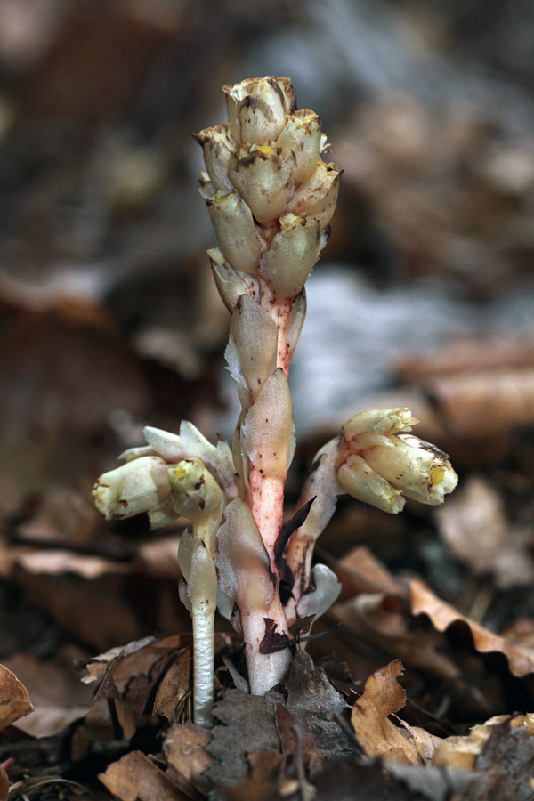 Goli samovratec
Goli samovratec v gozdu pod planino Suha.
Ključne besede: goli samovratec monotropa hypophegea