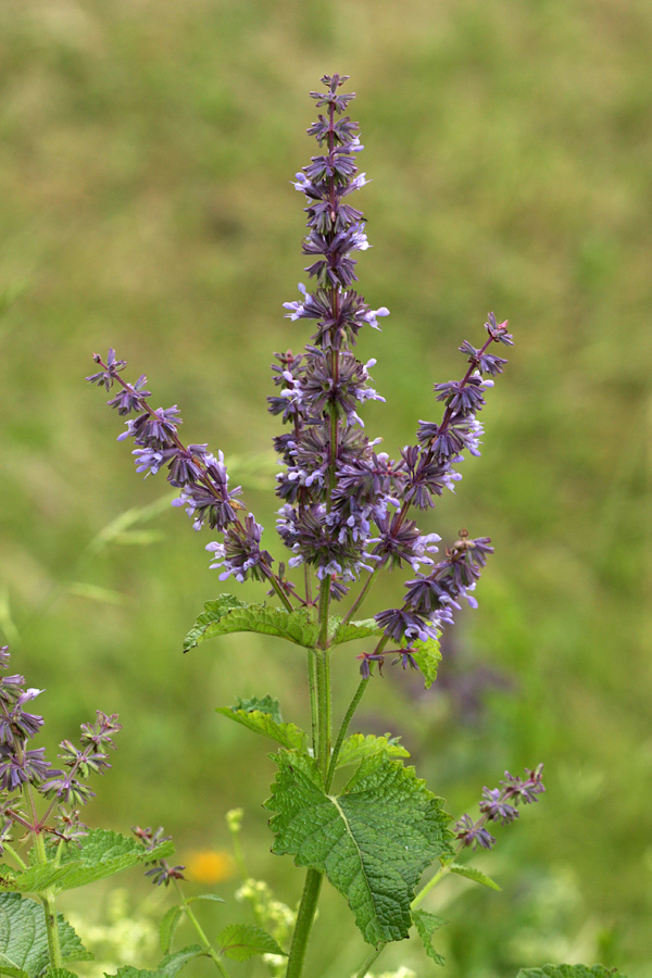 Vretenčasta kadulja
Vretenčasta kadulja. Zgornja Bohinjska dolina.
Ključne besede: vretenčasta kadulja salvia verticillata