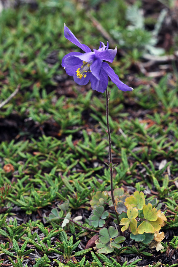 Julijska orlica
Julijska orlica na svojem klasičnem rastišču v južnih Bohinjskih gorah.
Ključne besede: julijska orlica aquilegia julia