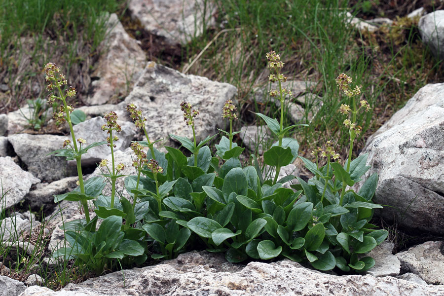 Podaljšana špajka I.
V hladnih snežnih dolinicah na Bohinjski strani Rodice.
Ključne besede: podaljšana špajka valeriana elongata