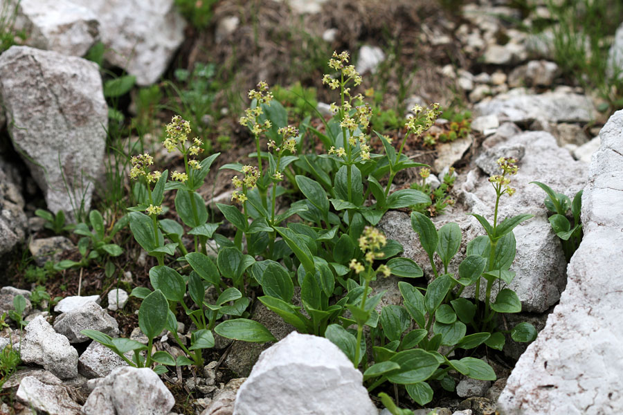 Podaljšana špajka II.
Šopek podaljšanih špajk pod Rodico. 
Ključne besede: podaljšana špajka valeriana elongata