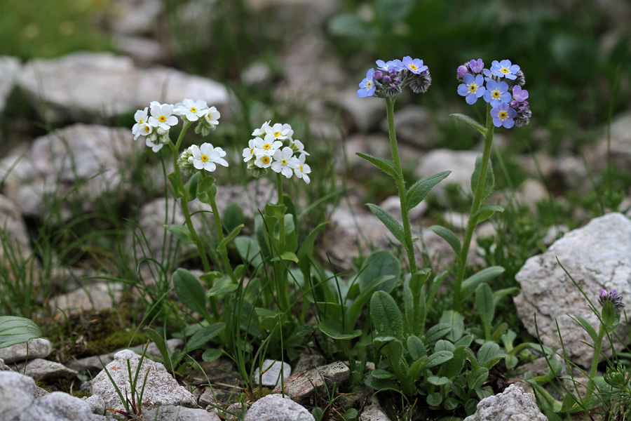 Planinska spominčica
Dve "normalni" rastlini in dva albinčka. Pod Rodico.
Ključne besede: planinska spominčica myosotis alpestris