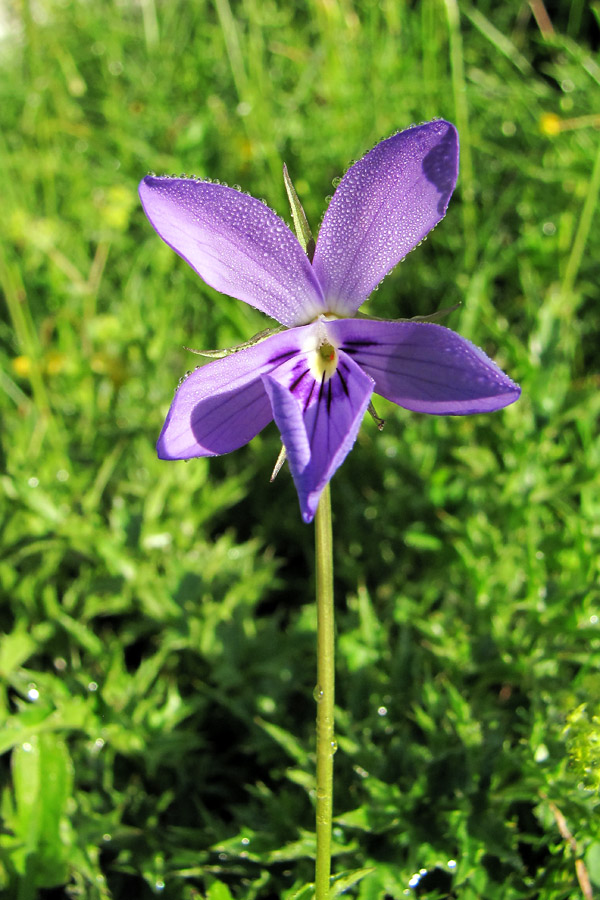 Rogata vijolica
Še vedno ni jasno, kako se je ta vijolica naselila pod Krn. Raste na vsega dveh kvadratnih metrih. Tole je bil prvi odprti cvet letos.
Ključne besede: rogata vijolica viola cornuta