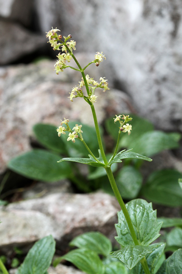 Podaljšana špajka III.
Pa še posamezen primerek podaljšane špajke.
Ključne besede: podaljšana špajka valeriana elongata