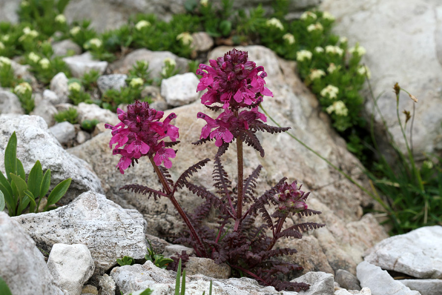 Vretenčasti ušivec
Vretenčasti ušivec pod Rodico.
Ključne besede: vretenčasti ušivec pedicularis verticillata