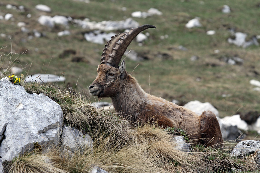 Počitek
Kozorog pri počitku. Nad planino Pecol.
Ključne besede: kozorog capra ibex ibex