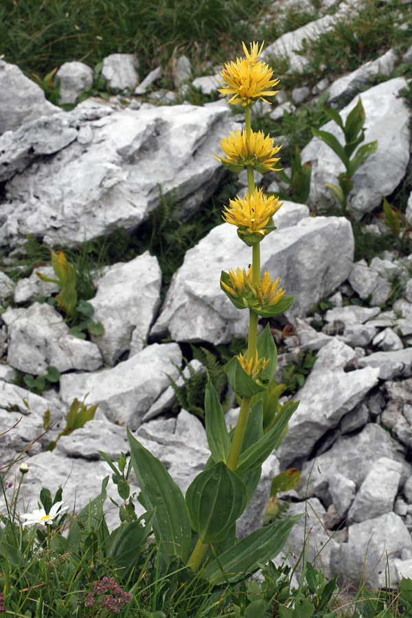 Bratinski košutnik II.
Lep primerek bratinskega košutnika. Pod Rodico.
Ključne besede: bratinski košutnik rumeni svišč gentiana lutea ssp.symphyandra