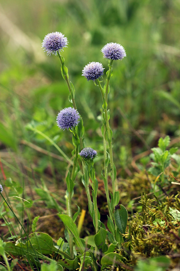 Navadna  mračica  II.
Navadne mračice pod Ajdovskim gradcem.
Ključne besede: navadna  mračica  globularia  punctata