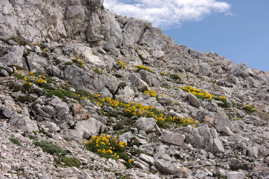 Pod vrhom Mangarta
Sretene, sretene, sretene ... Prav pod vrhom Mangarta je vse rumeno.
Ključne besede: mangart slovenska smer plazeča sretena geum reptans