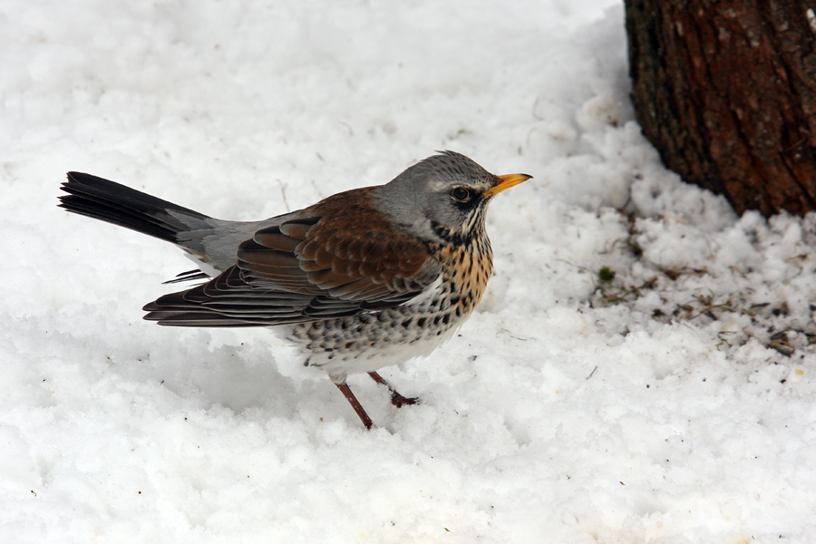 Brinovka
Brinovka v snegu.
Ključne besede: brinovka turdus pilaris