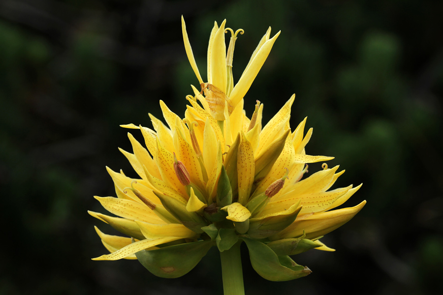 Bratinski košutnik III.
Bratinski košutnik pod Rodico.
Ključne besede: bratinski košutnik rumeni svišč gentiana lutea ssp.symphyandra