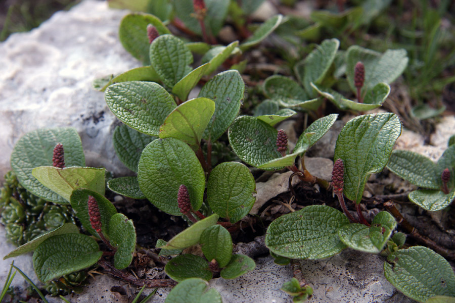 Mrežolistna vrba
Mrežolistna vrba pod Mangartom
Ključne besede: mrežolistna vrba salix reticulata