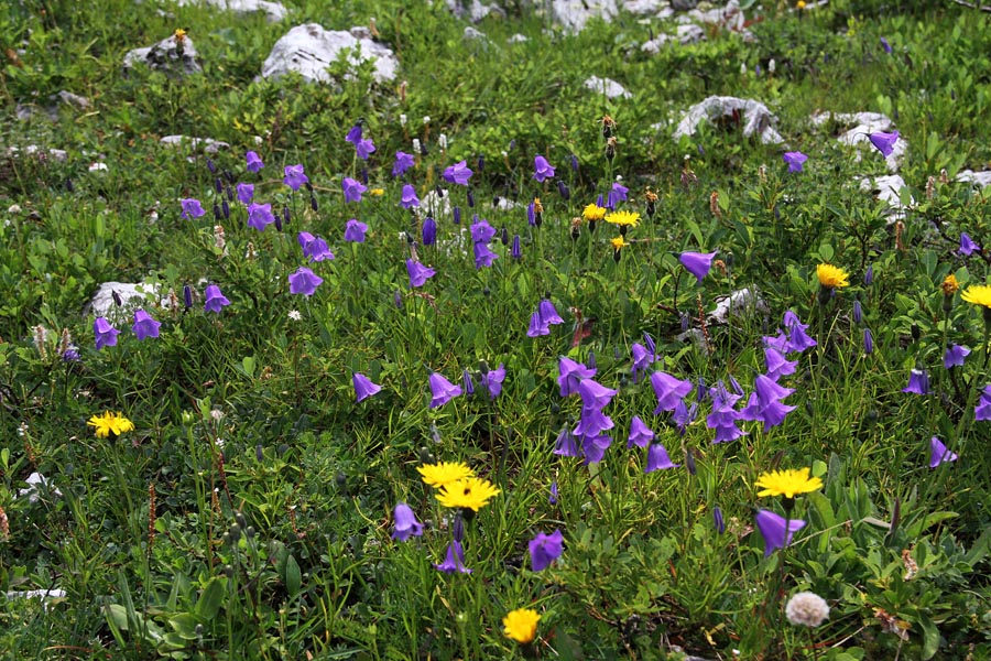 Scheuchzerjeva zvončica
Scheuchzerjeve zvončice v Dolah pod Rodico.
Ključne besede: scheuchzerjeva zvončica campanula scheuchzeri