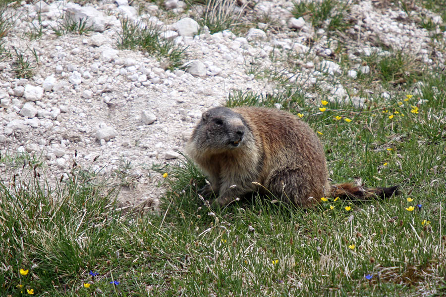 Svizec
Vso pot s planine Pecol do škrbine Vrh Strmali (Forca dei Disteis 2201m) bomo videli, vsekakor pa slišali igrive svizce.
Ključne besede: alpski svizec marmota caligata