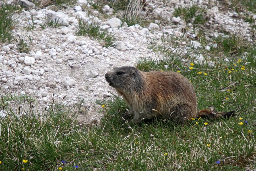 Svizec II.
Svizec nad planino Pecol.
Ključne besede: alpski svizec marmota marmota