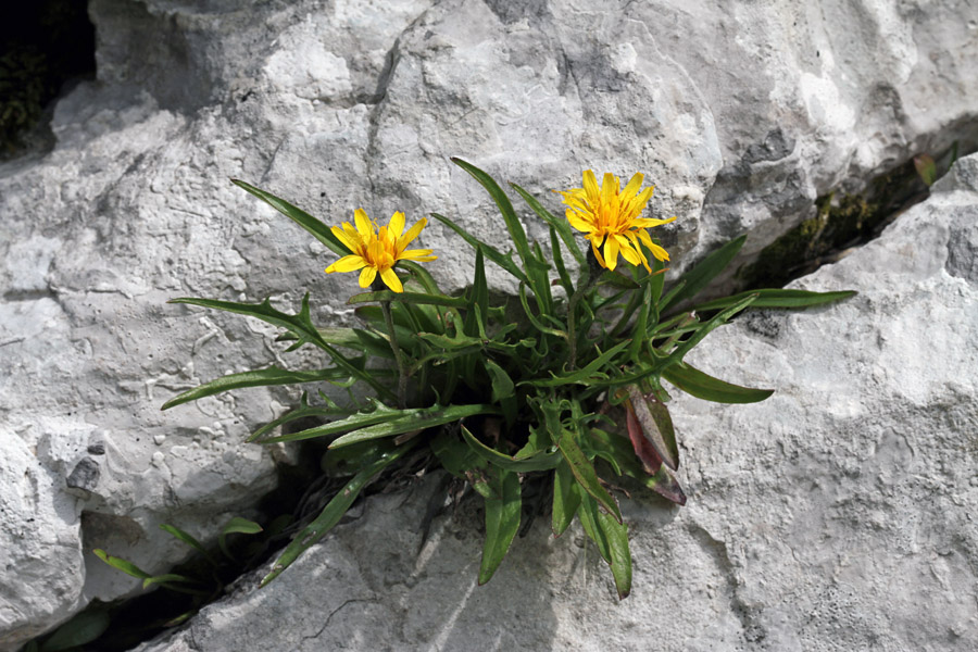 Dimek v skali
Kernerjev dimek je seveda že na galeriji, a je ta, cvetoč v skali dovolj zanimiv, da ga objavim.
Ključne besede: kernerjev dimek crepis kerneri