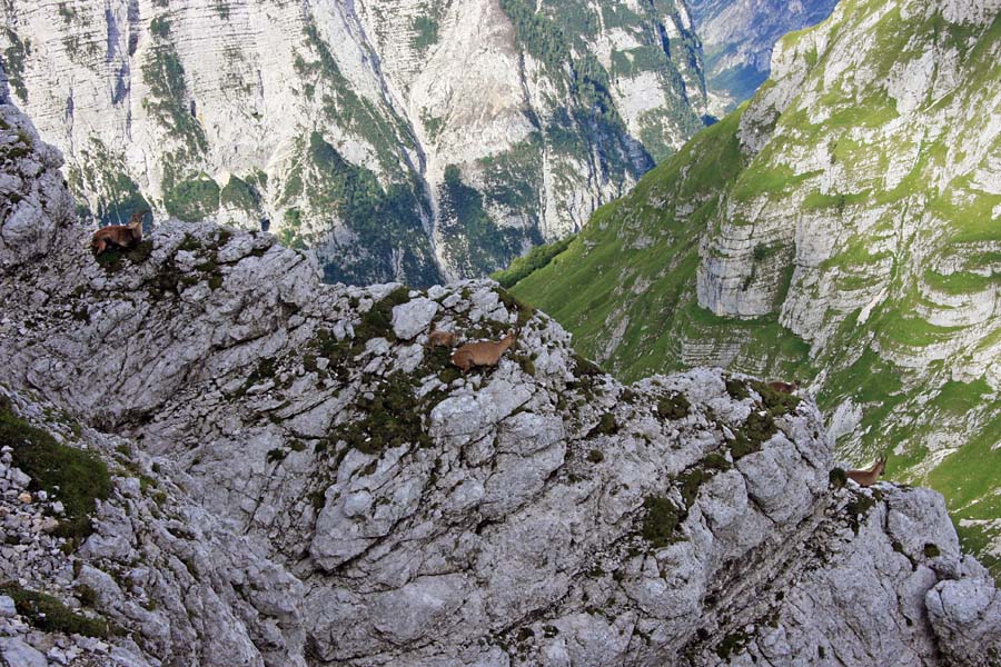 Kozorogov greben
Greben kjer počivajo kozoroginje z mladiči. Pot čez Plemenice (Bambergova pot).
Ključne besede: kozorog capra ibex ibex