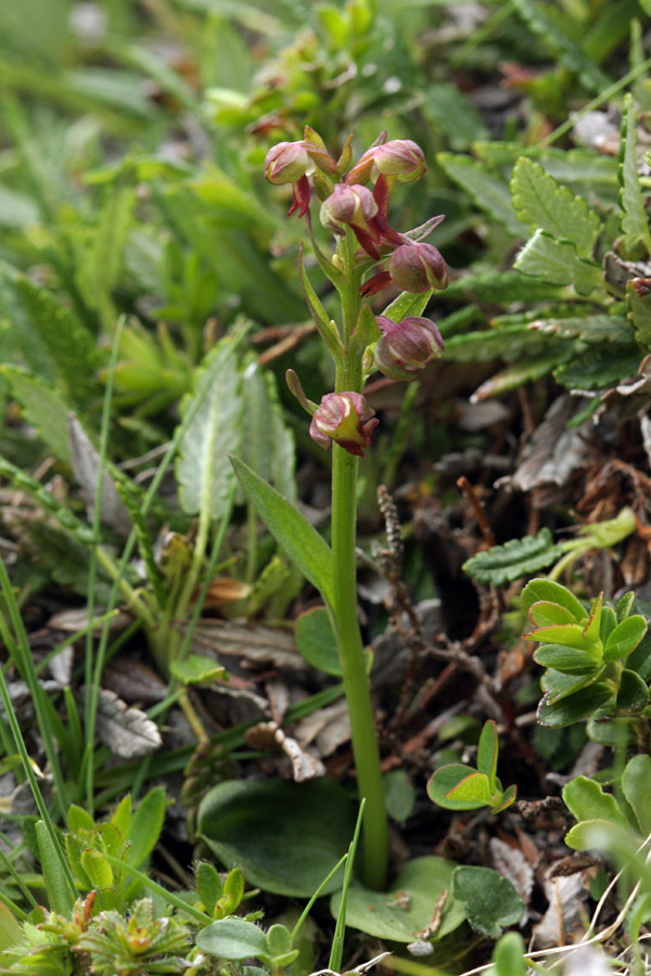 Zeleni volčji jezik
Zeleni volčji jezik pod Mangartom. Očitno je šele pričel rasti, saj je bil visok komaj 5 cm.
Ključne besede: zeleni volčji jezik coeloglossum viride