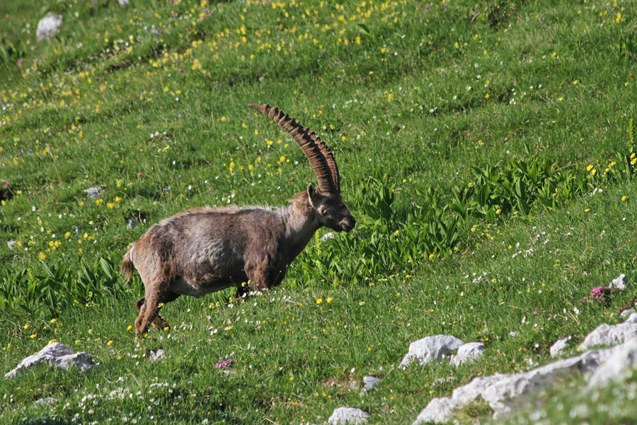 Paša na sedlu
Kozorog na paši Škrbine prednje Špranje.
Ključne besede: kozorog capra ibex