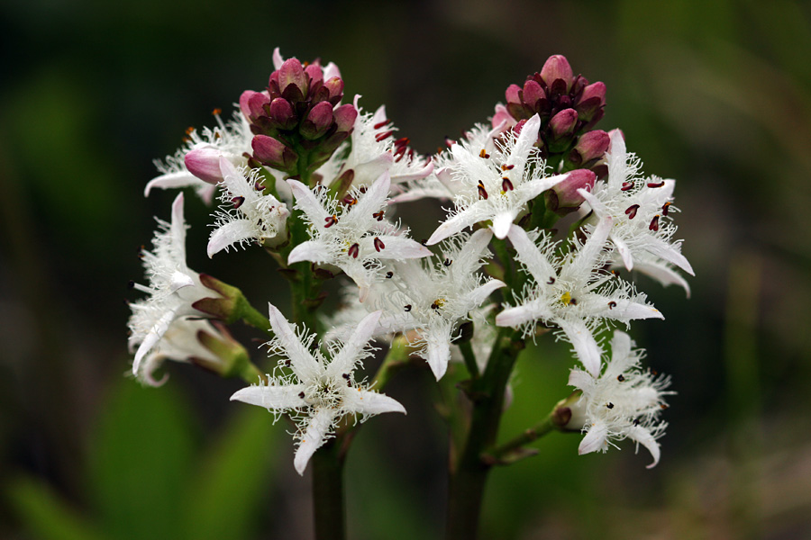 Cvetovi mrzličnika II.
Cvetovi navadnega mrzličnika.
Ključne besede: navadni mrzličnik menyanthes trifoliata