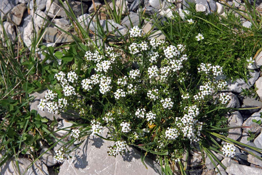 Alpska krešica
Alpska krešica na Mangartskem sedlu.
Ključne besede: alpska krešica pritzelago alpina