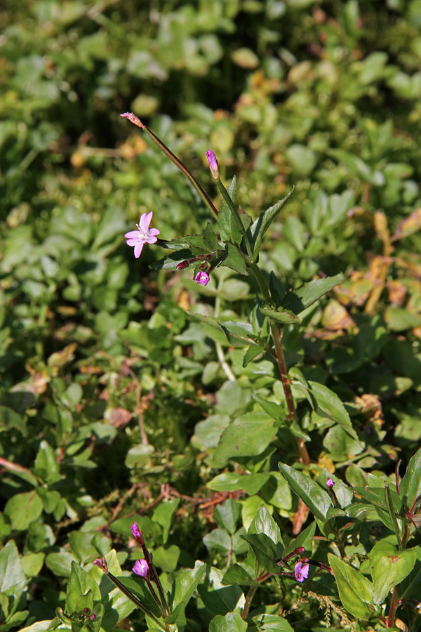 Črvinkasti vrbovec
Črvinkasti vrbovec v planini Zapotok.
Ključne besede: črvinkasti vrbovec epilobium alsinifolium