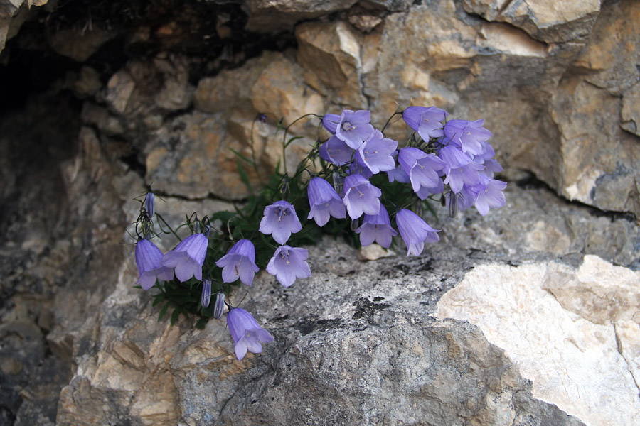 Trebušasta zvončica
Trebušasta zvončica pod Toscem.
Ključne besede: trebušasta zvončica campanula cochleariifolia