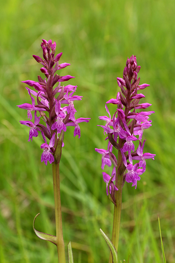 Traunsteinerjeva prstasta kukavica
Traunsteinerjeva prstasta kukavica.
Ključne besede: traunsteinerjeva prstasta kukavica dactylorhiza traunsteineri