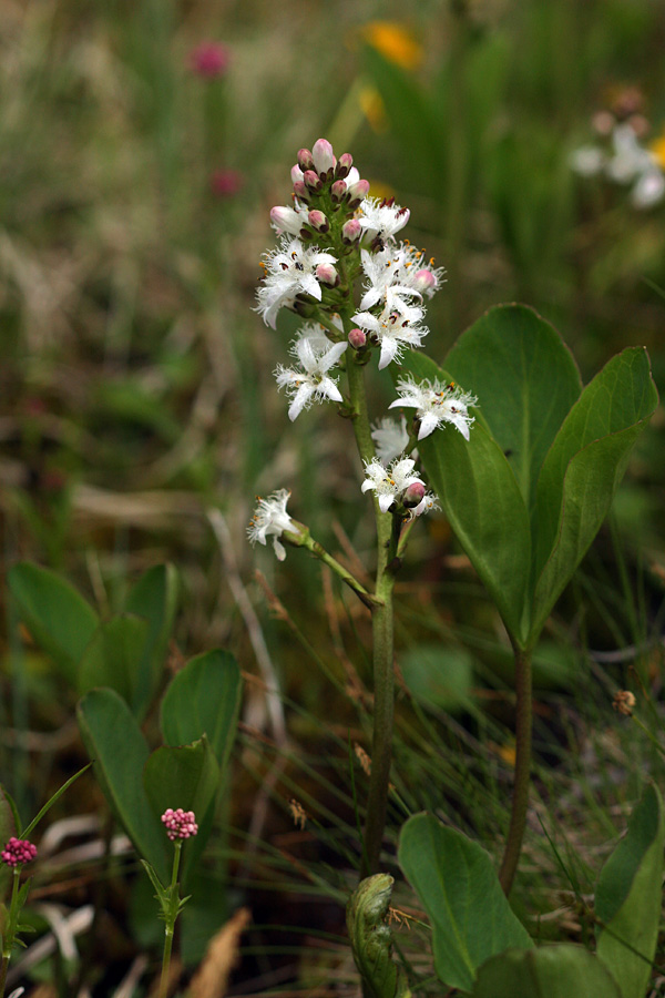 Navadni mrzličnik II.
Navadni mrzličnik in njegov značilni list (trifoliata). Na Dobravi.
Ključne besede: navadni mrzličnik menyanthes trifoliata