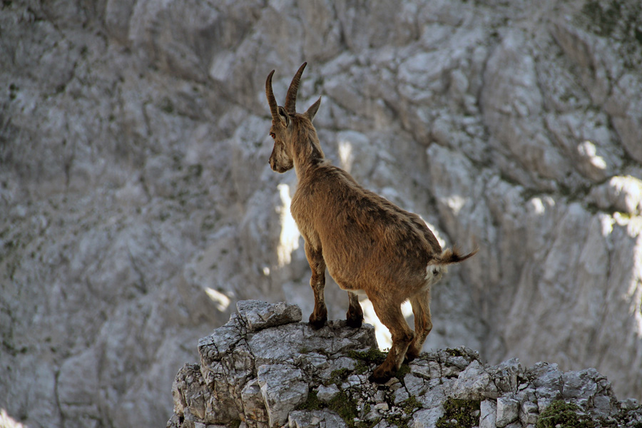 Kozoroginja
Kozoroginja nad prepadom. Koštrunove špice.
Ključne besede: kozorog capra ibex