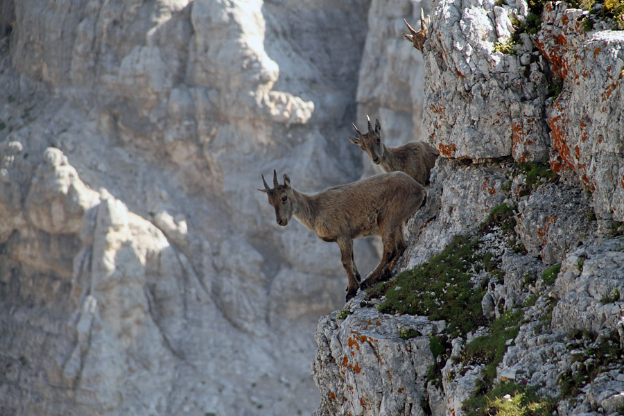 Kozorogi
Mladina ga biksa po svoje. Koštrunove špice.
Ključne besede: kozorog capra ibex