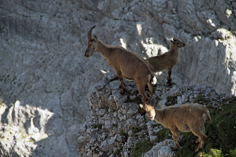 Kozorogi
Mama in mladina nad prepadom. Koštrunove špice.
Ključne besede: kozorog capra ibex