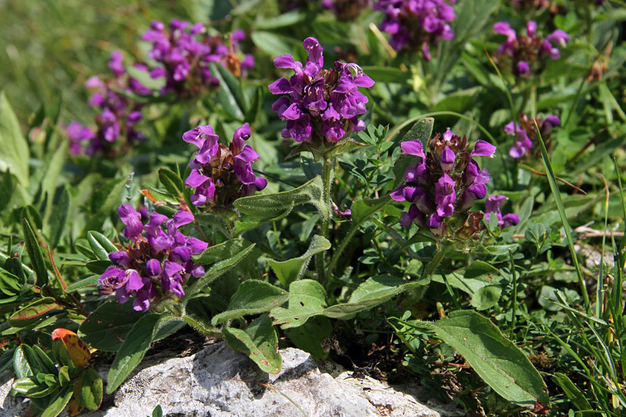 Velecvetna črnoglavka
Velecvetna črnoglavka pod Bohinjskimi vratci.
Ključne besede: velecvetna črnoglavka prunella grandiflora