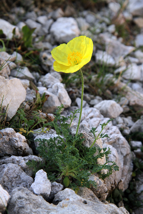 Petkovškov mak
Petkovškov mak je endemit bohinjsko - krnske skupine. V konti Žalostnica je verjetno njegovo najbolj vzhodno rastišče.
Ključne besede: petkovškov mak papaver alpinum subsp. victoris