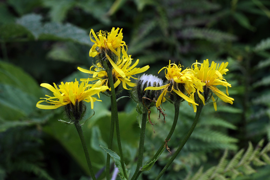 Lučnikovolistni dimek
Ena poznejših vrst pod Črno prstjo.
Ključne besede: lučnikovolistni dimek crepis pyrenaica