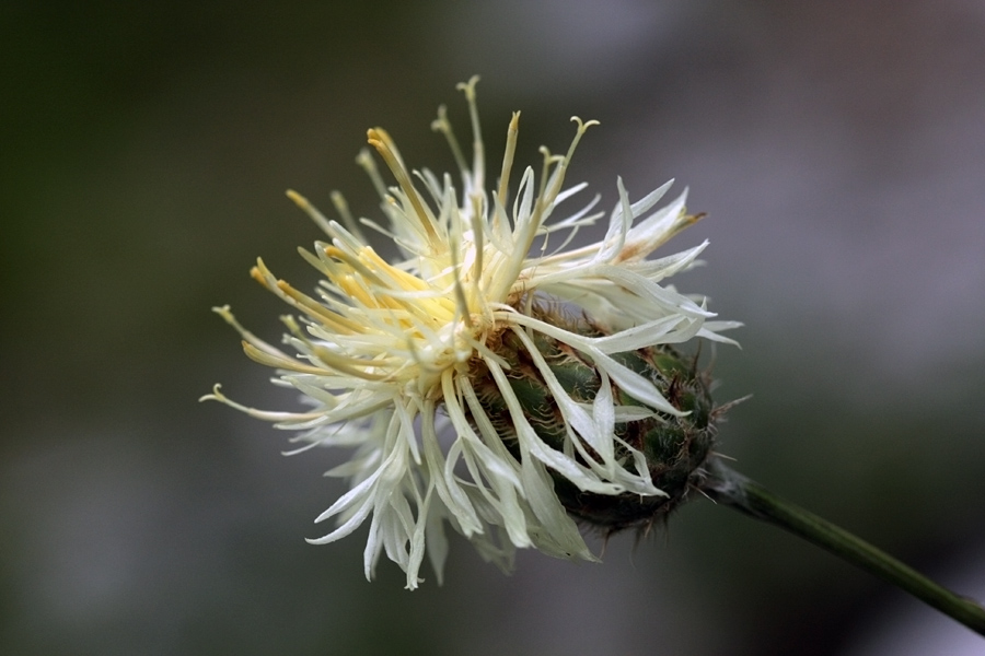 Cvet dvobarvnega glavinca
Dvobarvni glavinec.
Ključne besede: dvobarvni glavinec centaurea dichroantha